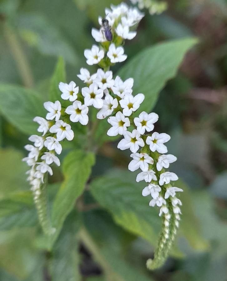 Heliotropium tiaridioides flower