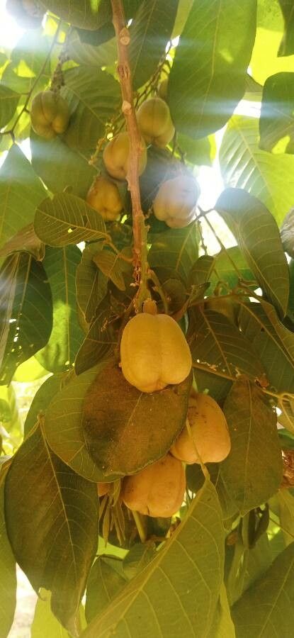 Blighia sapida fruit