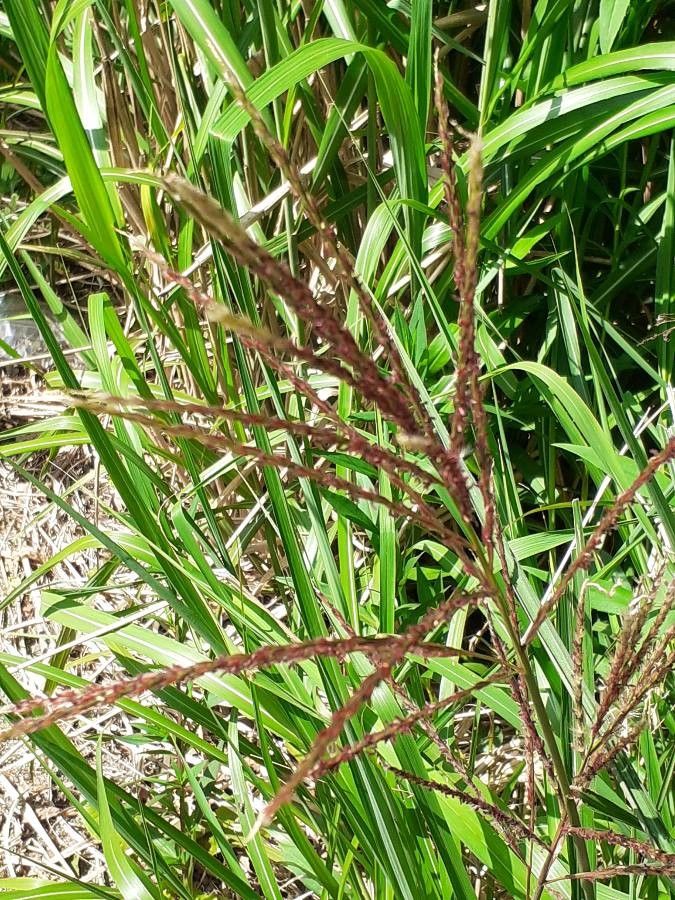 Digitaria macroblephara flower