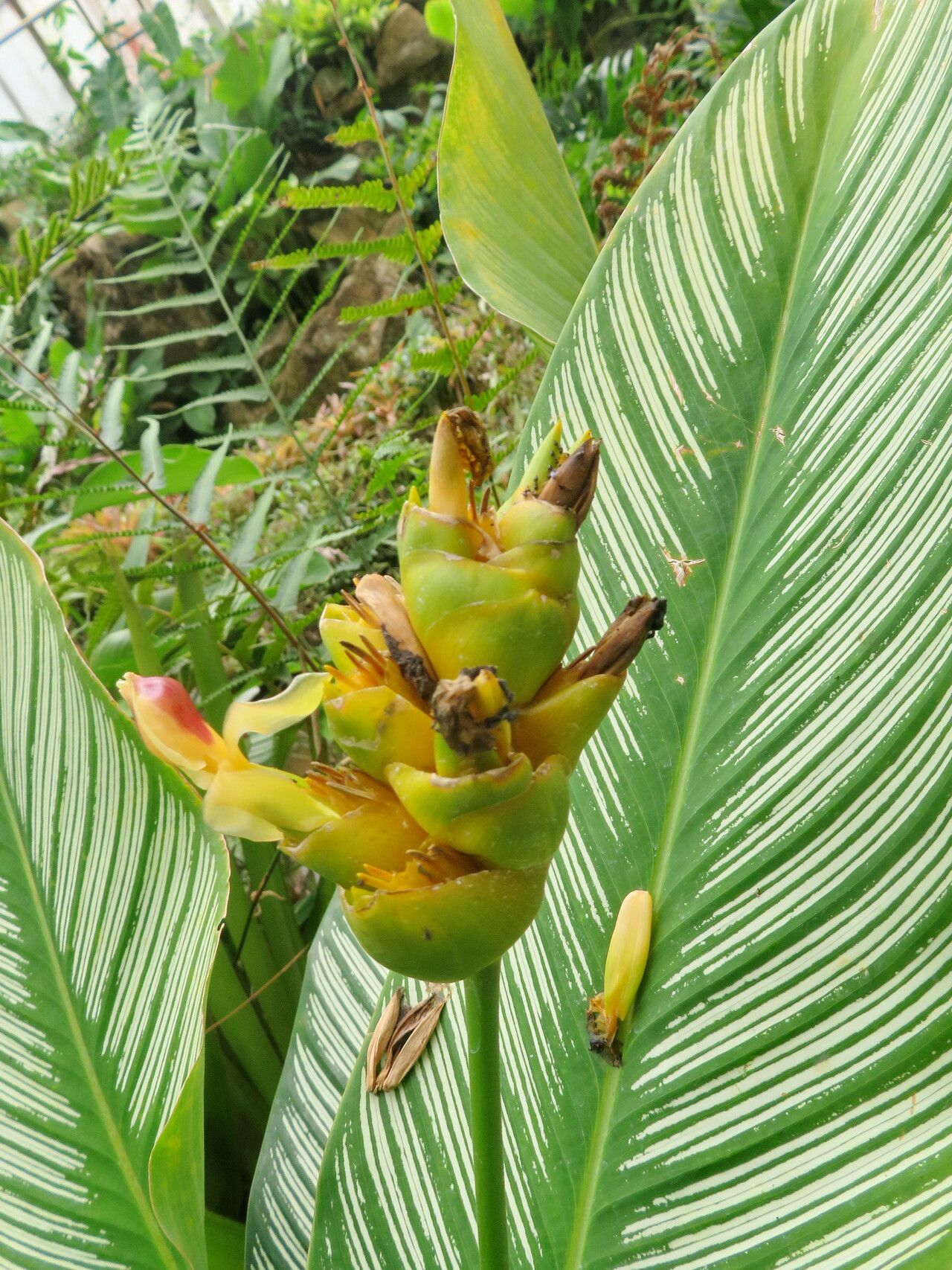 Goeppertia majestica flower