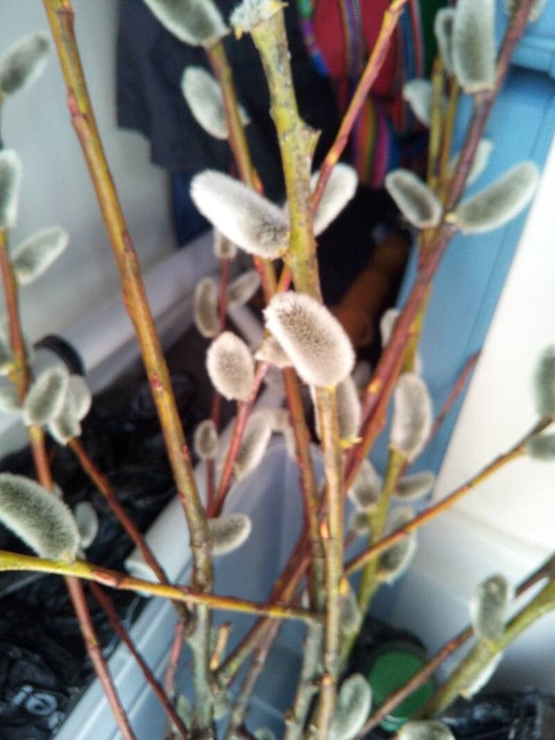 Salix × felina — houseplant care guide