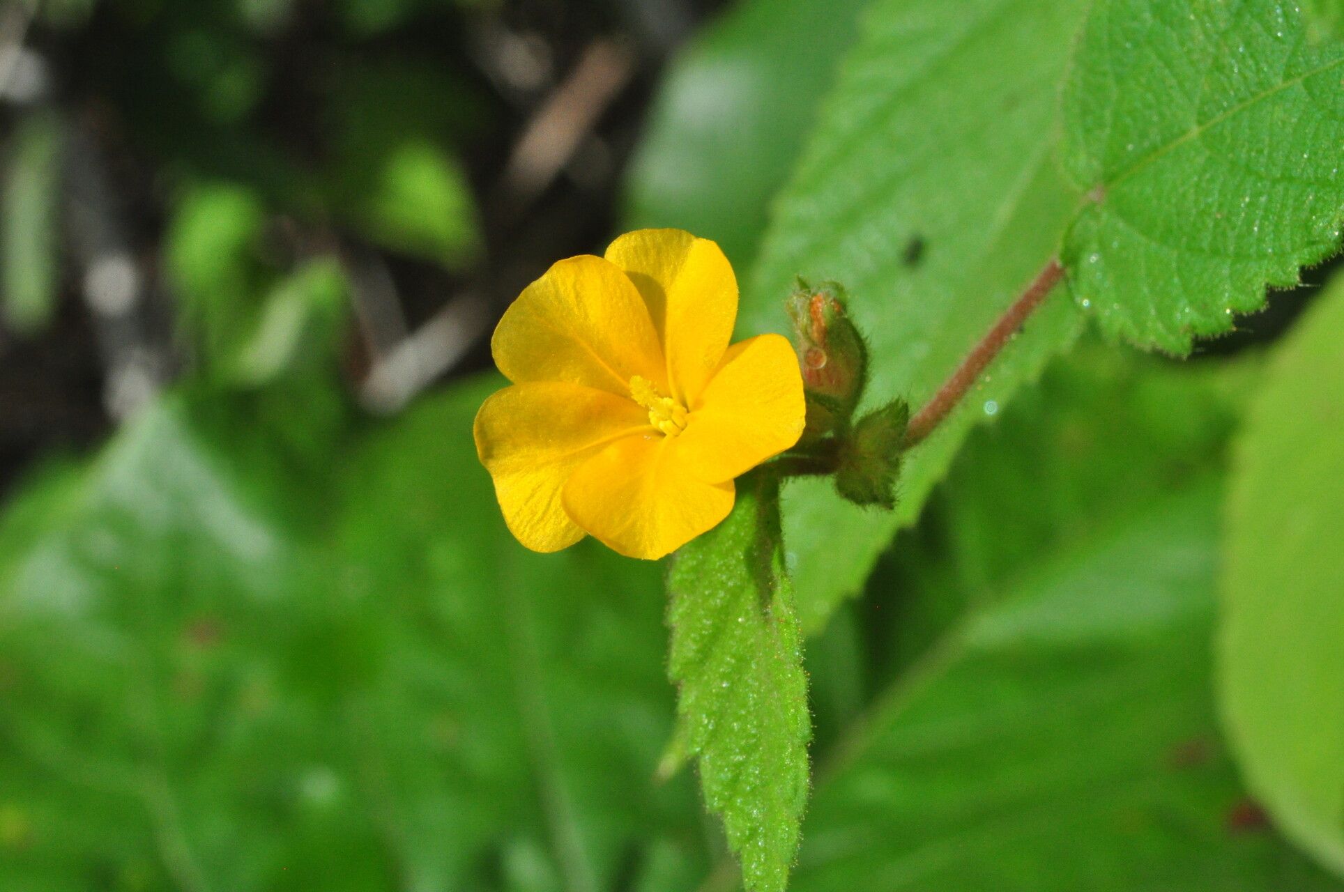 Waltheria viscosissima flower