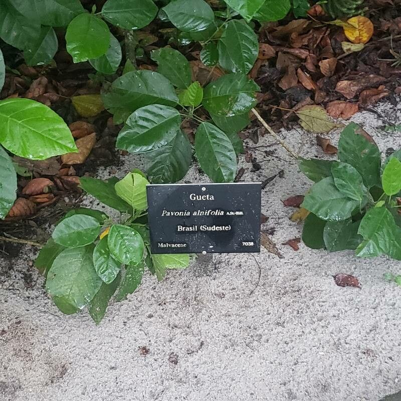 Pavonia alnifolia — related species from the same genus