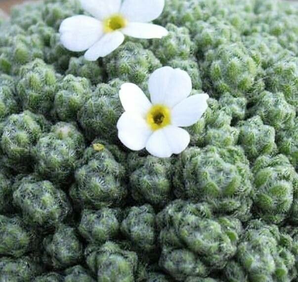 Androsace helvetica flower