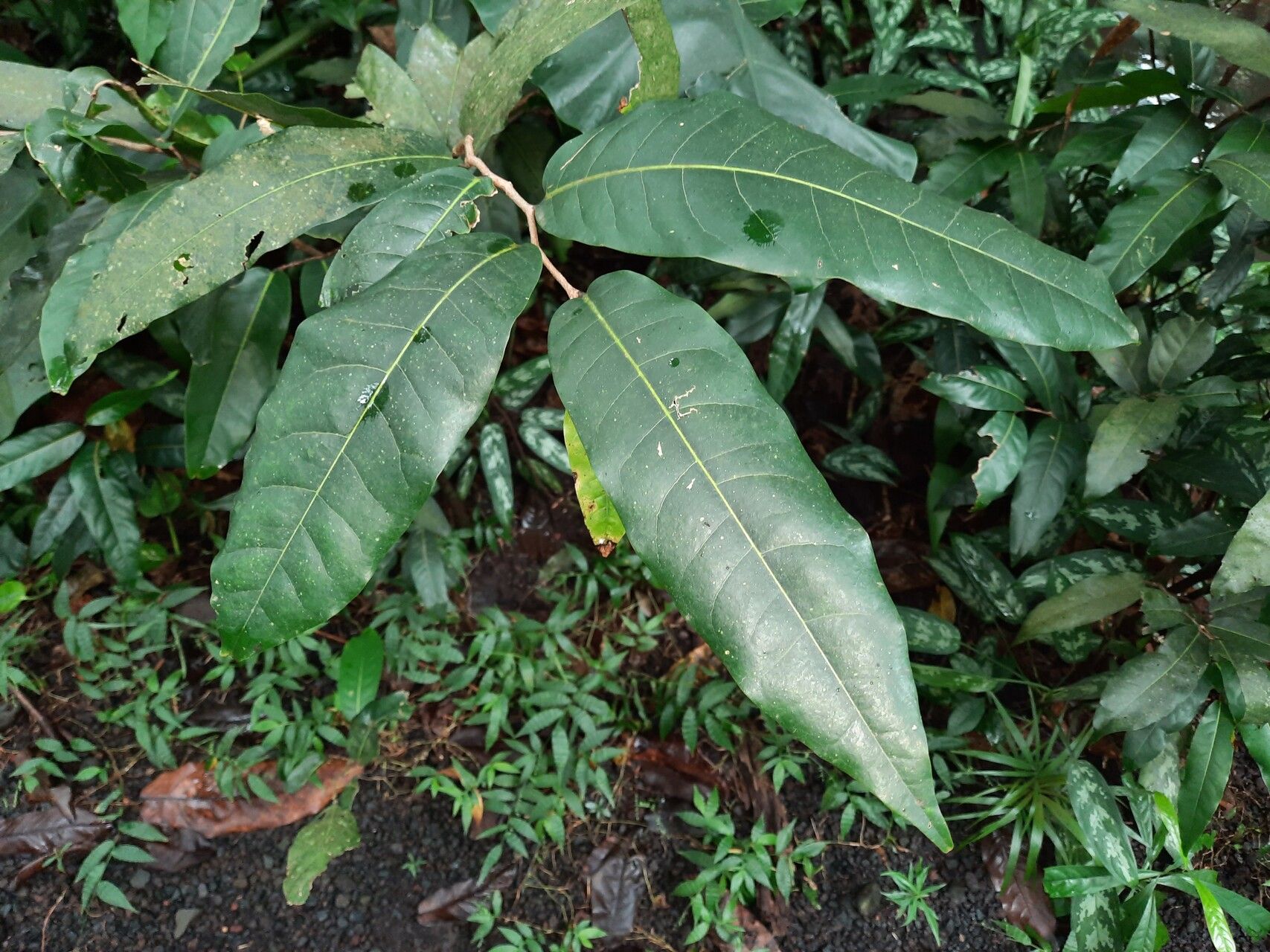 Inocarpus fagifer — houseplant care guide