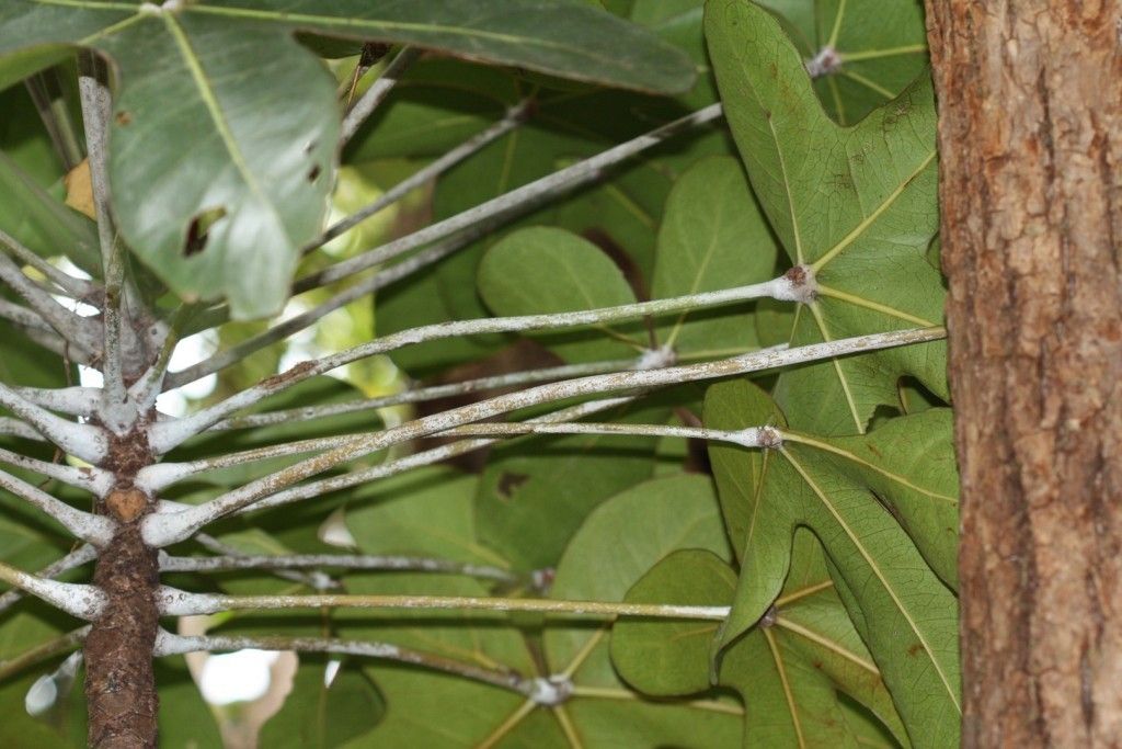 Acropogon francii habit