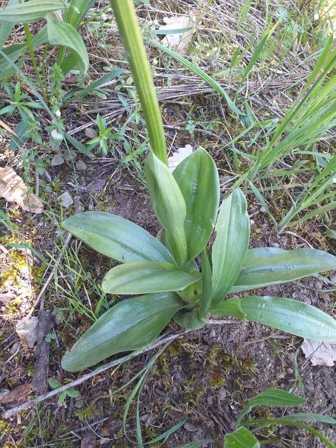 Ophrys scolopax leaf