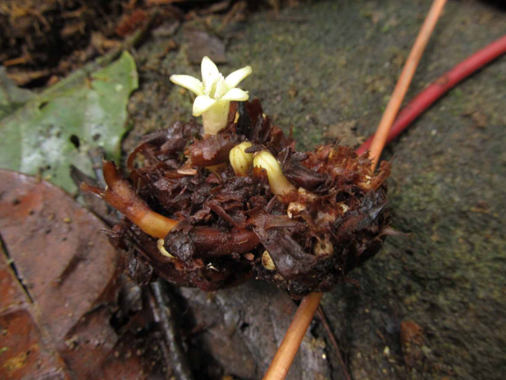 Psychotria densinervia — houseplant care guide