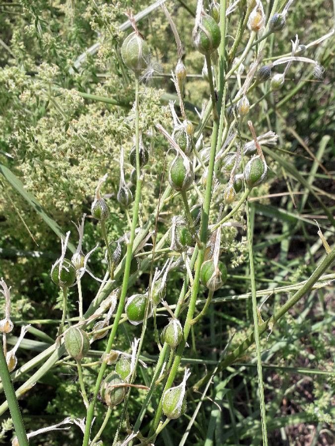 Anthericum liliago fruit