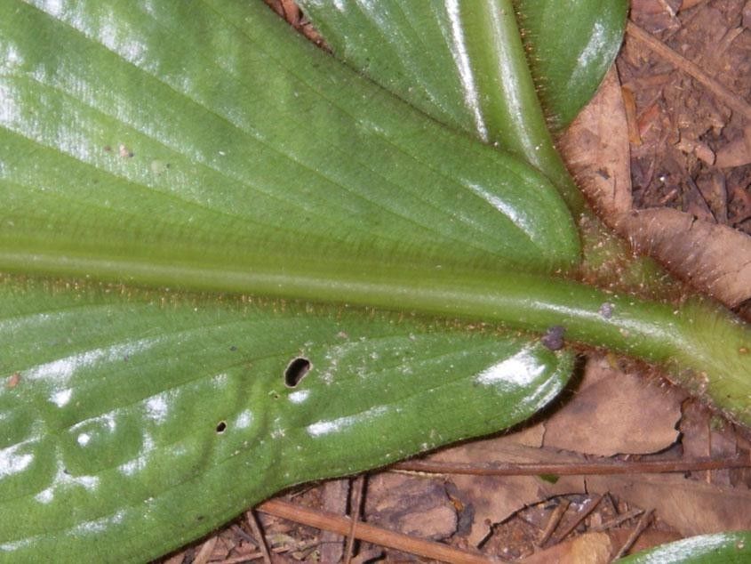 Costus bracteatus leaf