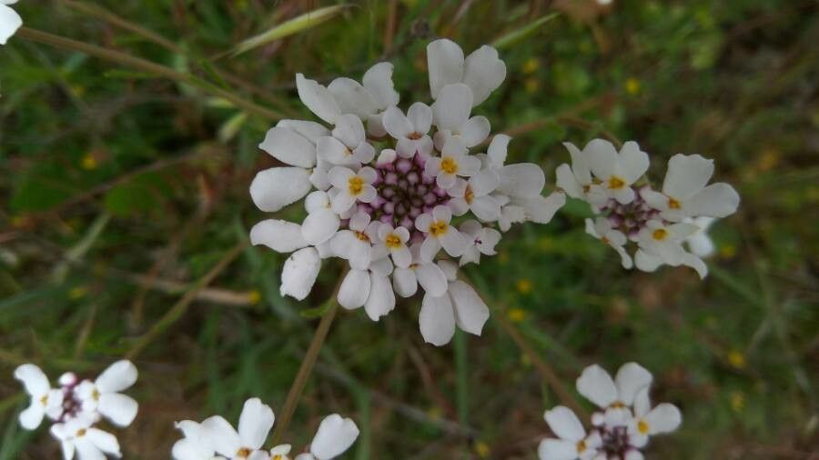 Iberis pinnata flower