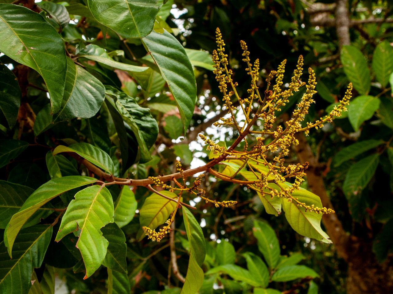 Nephelium lappaceum flower