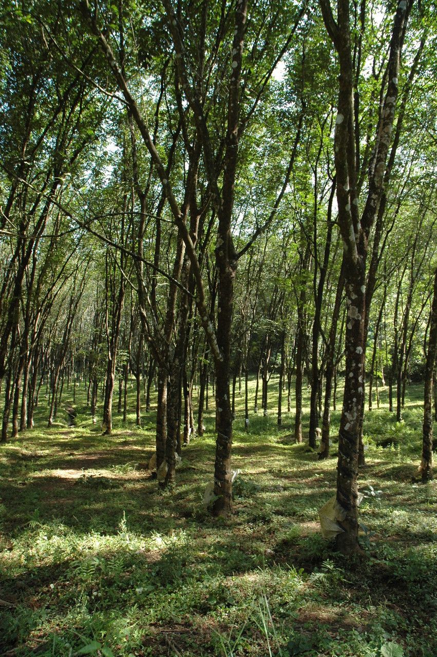 Hevea brasiliensis bark