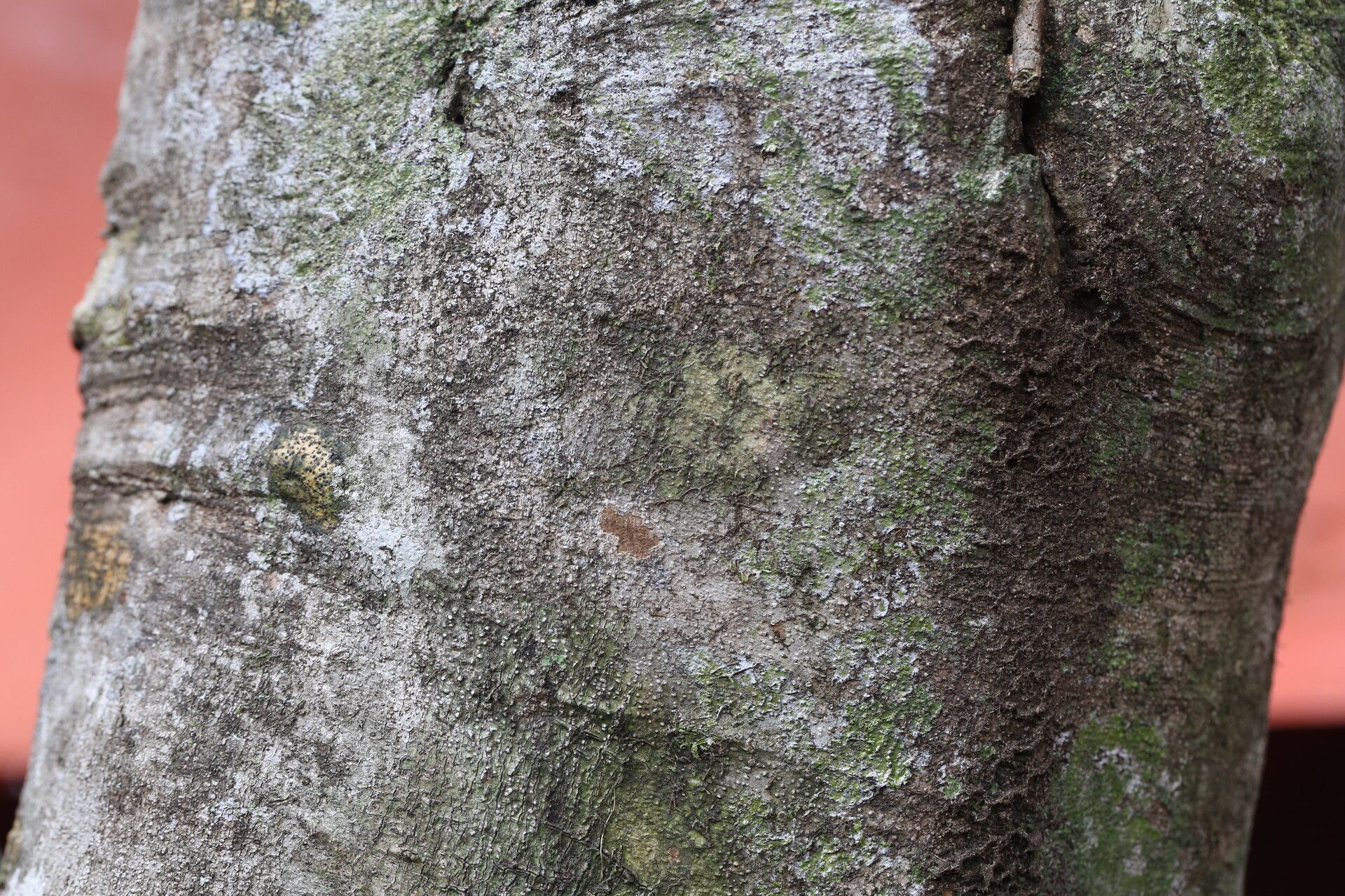 Drypetes gerrardii bark