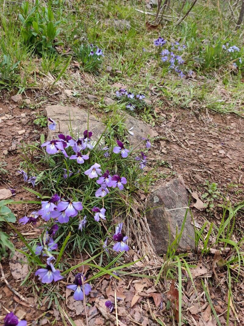 Viola pedata flower