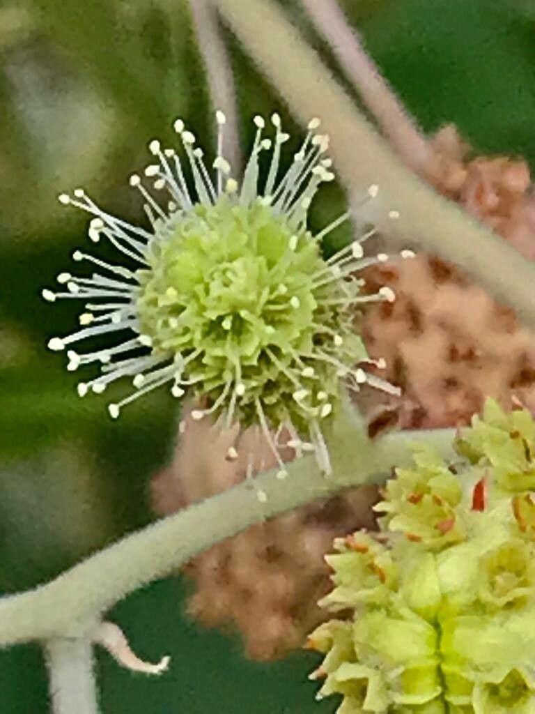 Conocarpus lancifolius flower