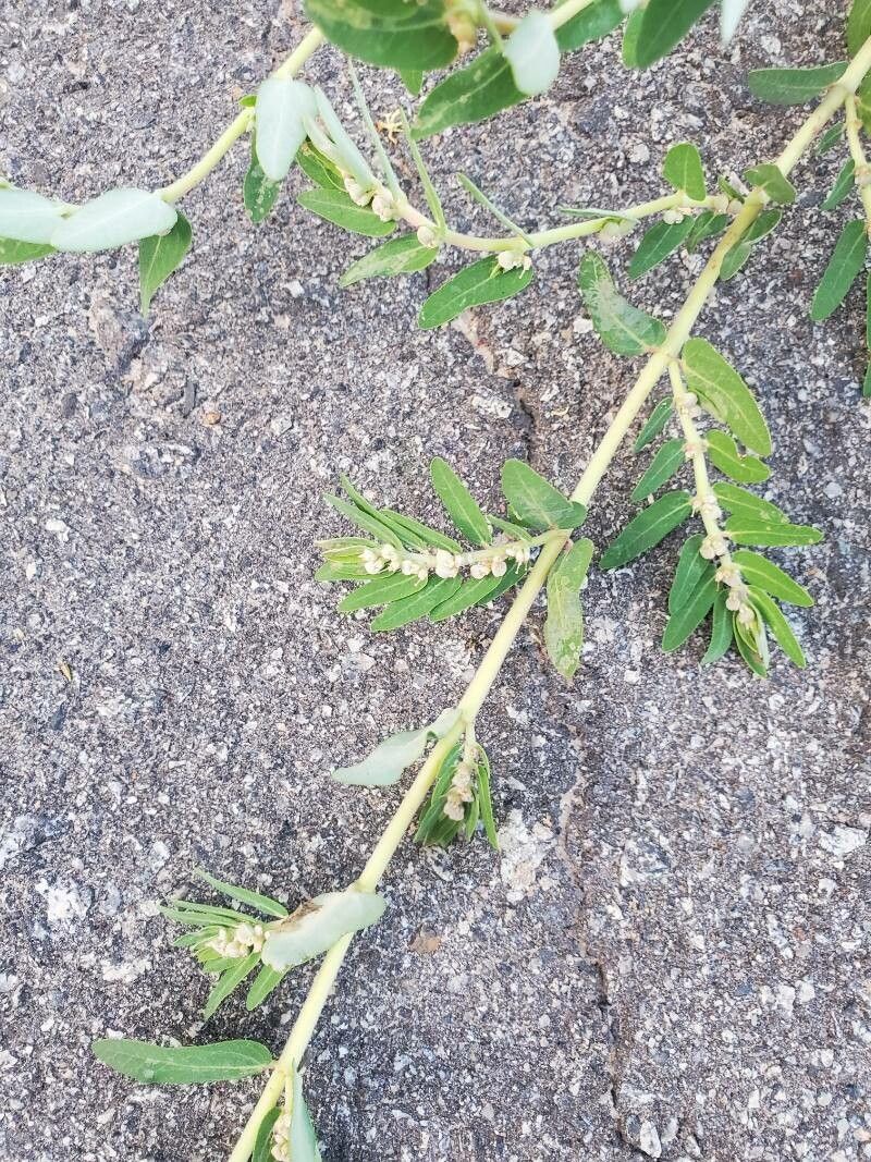 Euphorbia convolvuloides flower