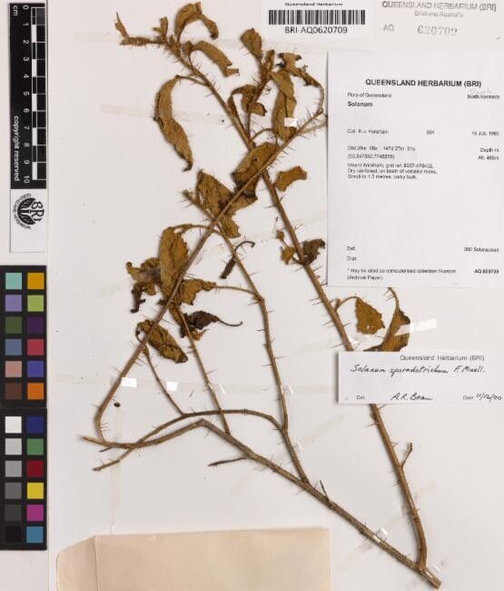 Solanum sporadotrichum — houseplant care guide