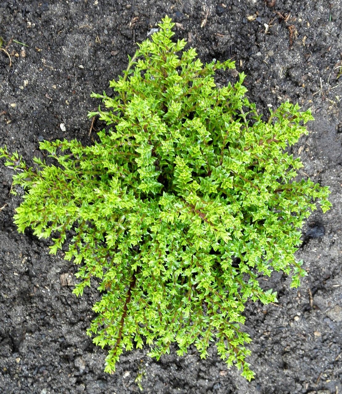 Veronica cupressoides habit