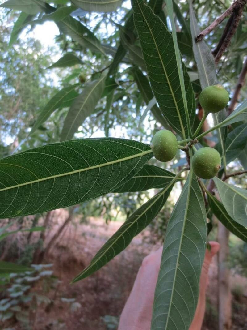 Ficus coronulata — houseplant care guide