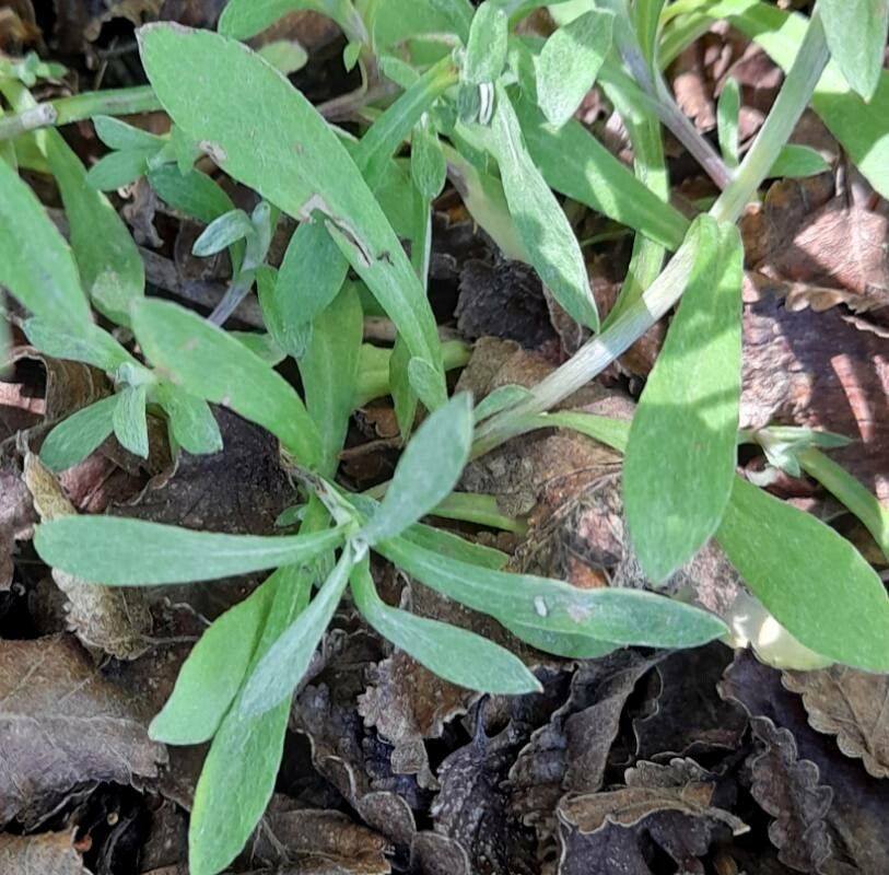 Gamochaeta spiciformis — houseplant care guide