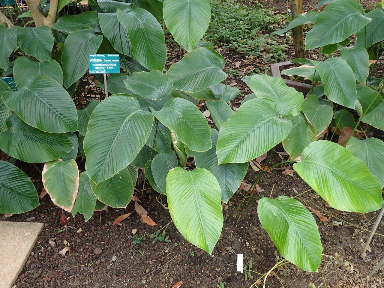 Thaumatococcus daniellii habit