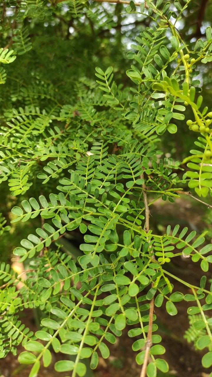 Acacia cardiophylla — houseplant care guide