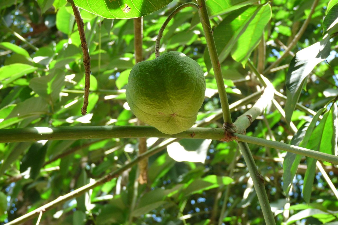 Hevea brasiliensis fruit