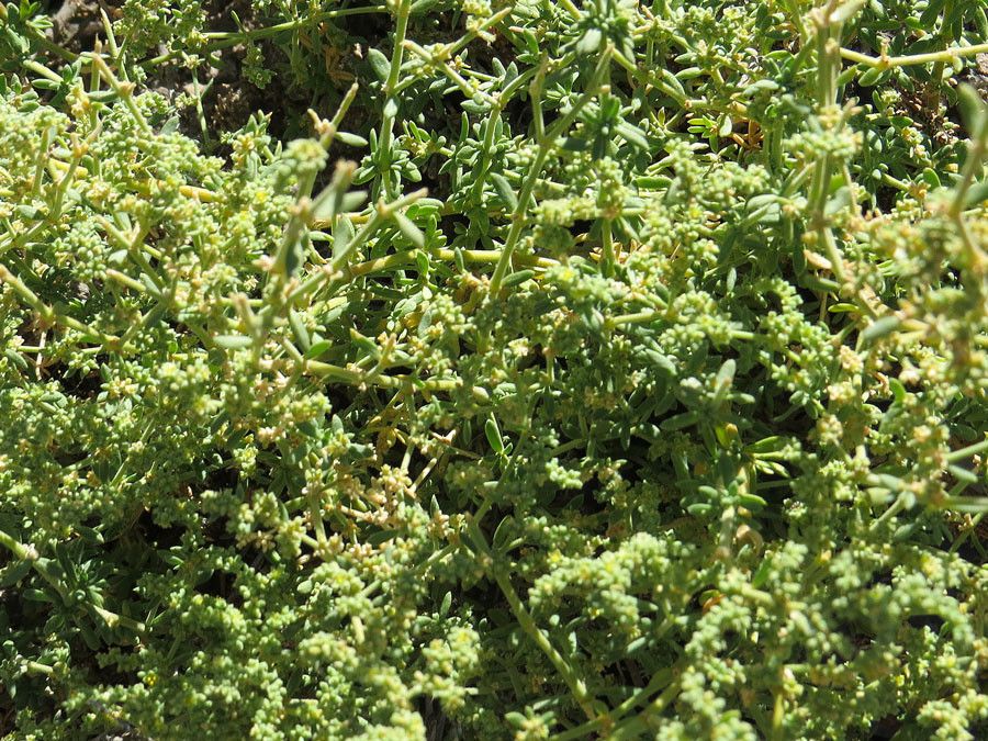 Salsola divaricata leaf