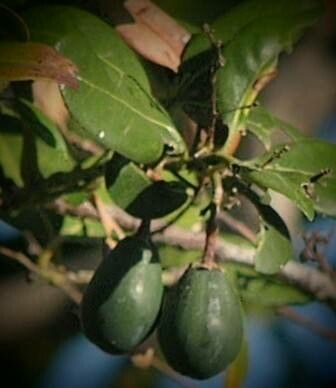 Apollonias barbujana fruit