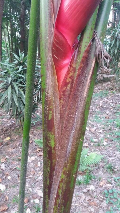 Heliconia caribaea bark