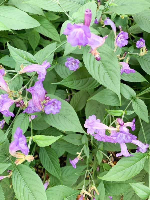 Strobilanthes attenuata leaf