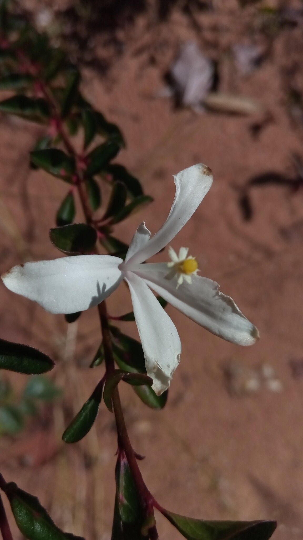 Turraea rhombifolia flower