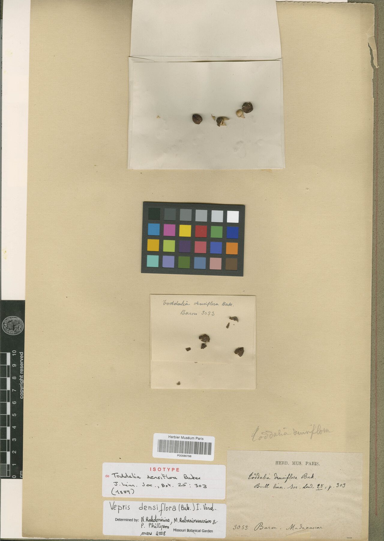 Vepris densiflora — search result for 'Vepris'