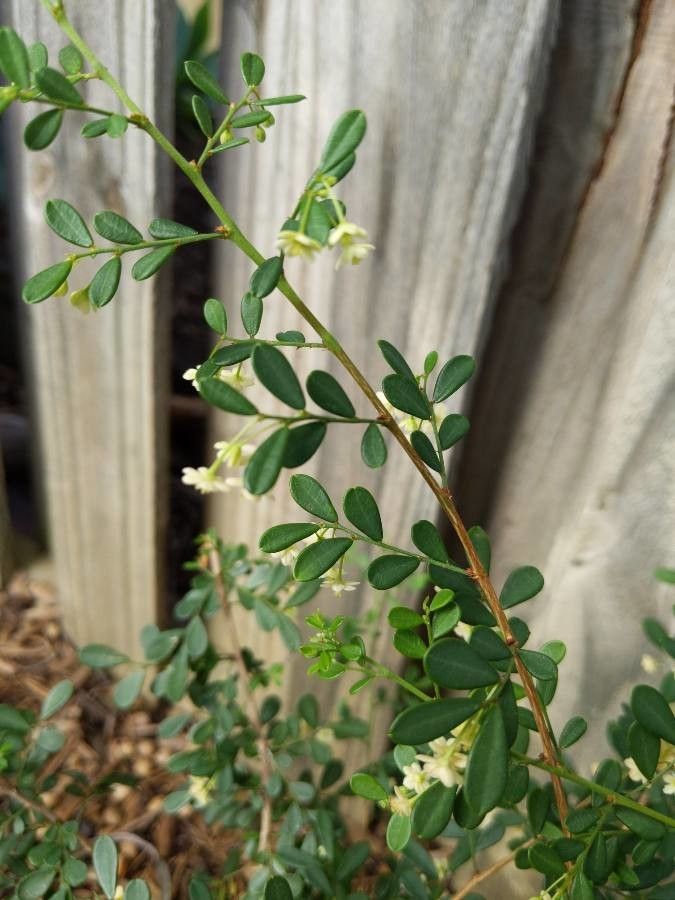 Sauropus albiflorus — related species from the same genus