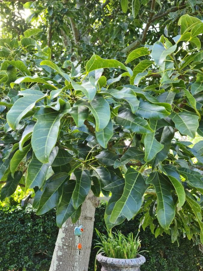 Calodendrum capense leaf