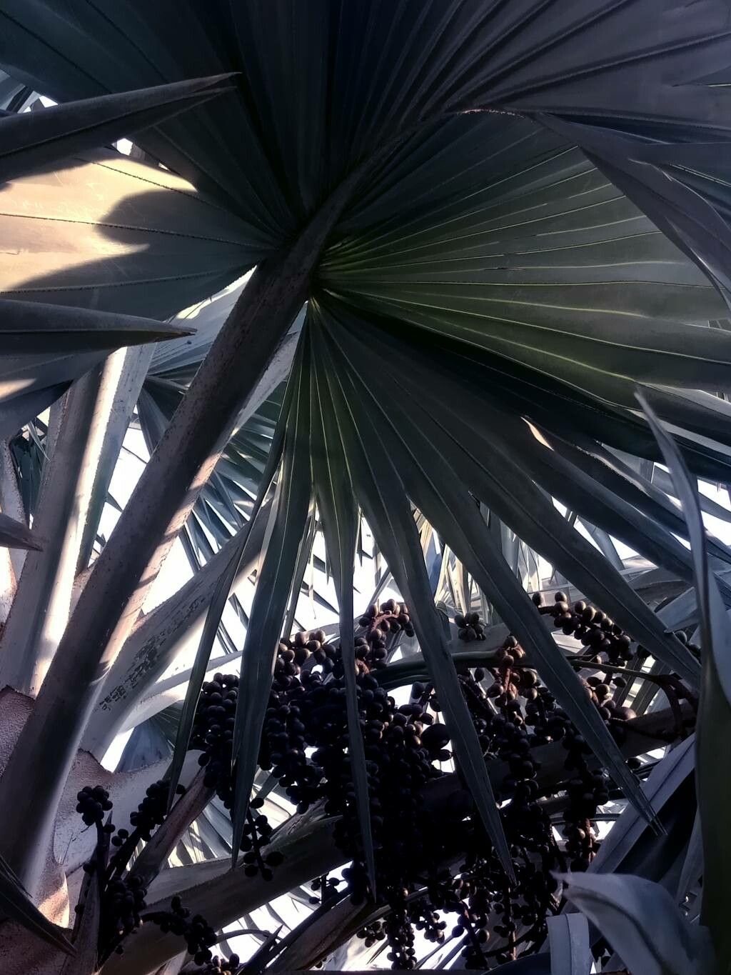 Coccothrinax miraguama leaf