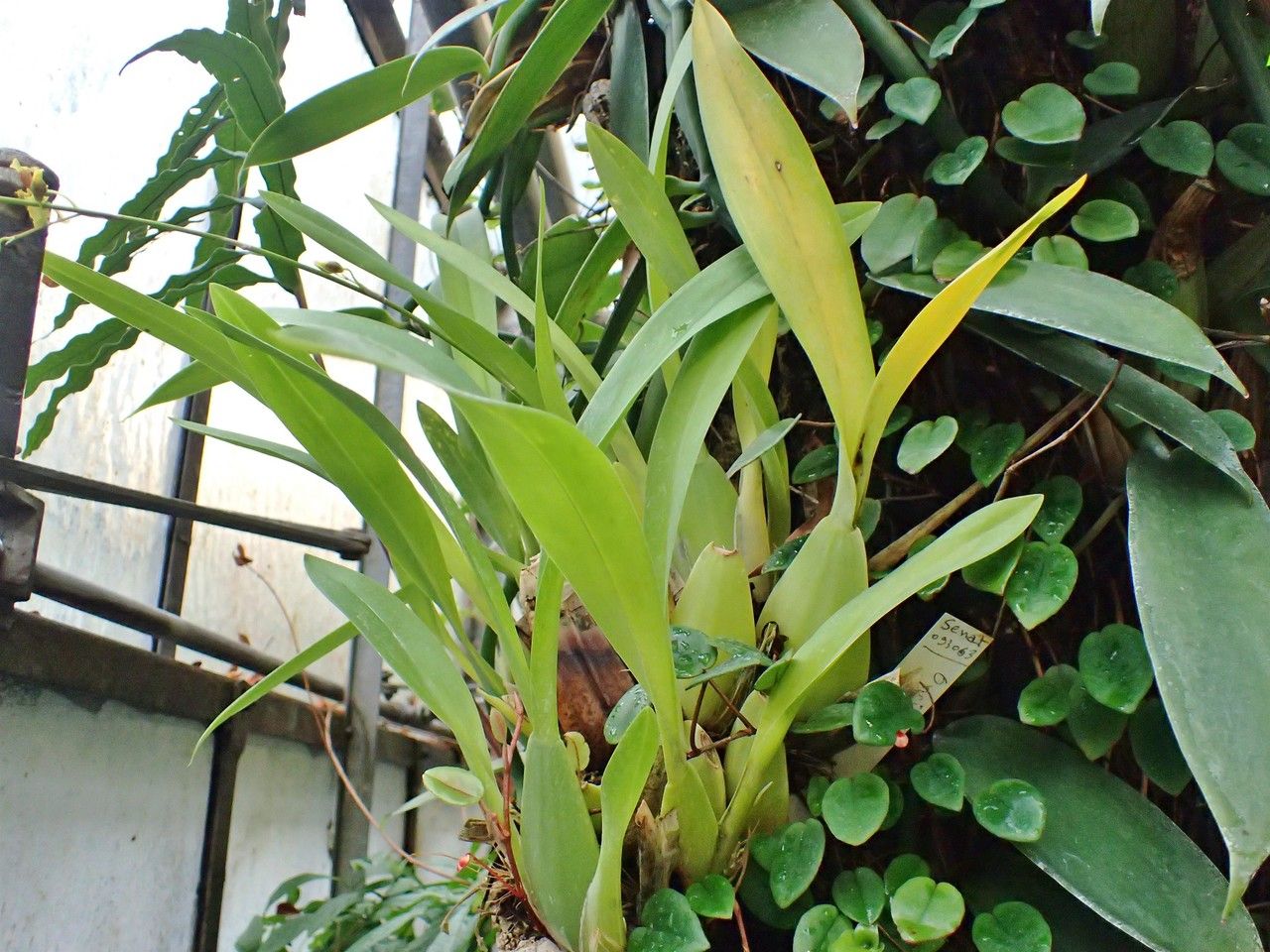 Oncidium leleui habit