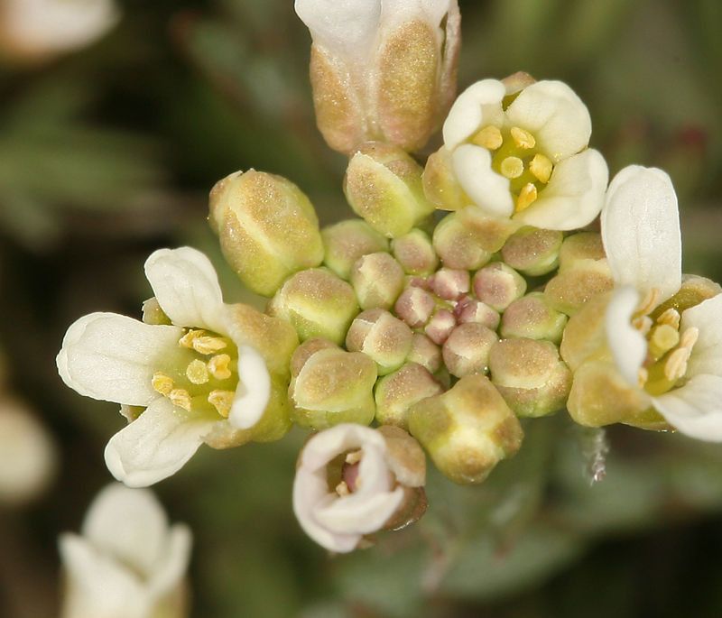 Polyctenium fremontii flower