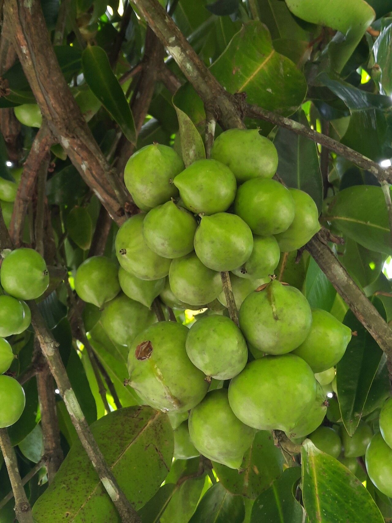 Garcinia xipshuanbannaensis fruit