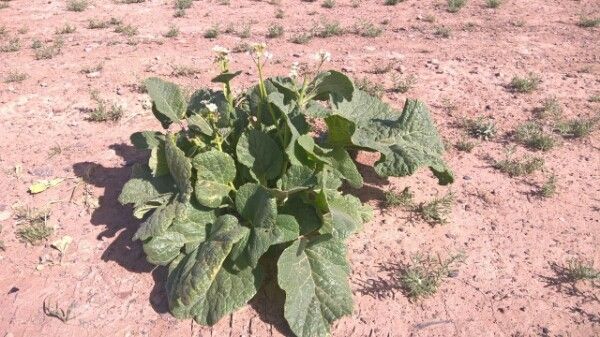 Crambe orientalis — search result for 'Crambe'