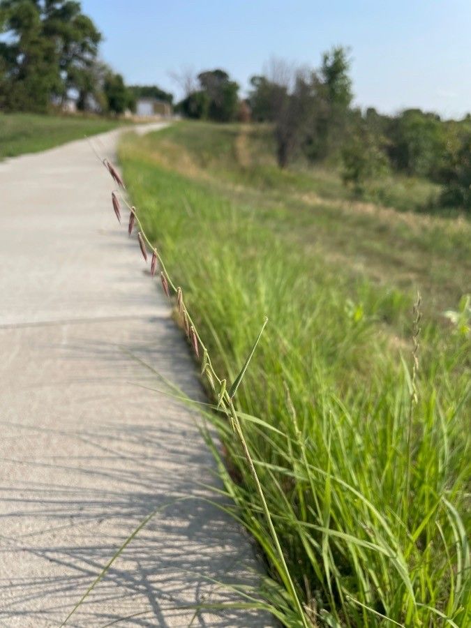 Bouteloua curtipendula flower