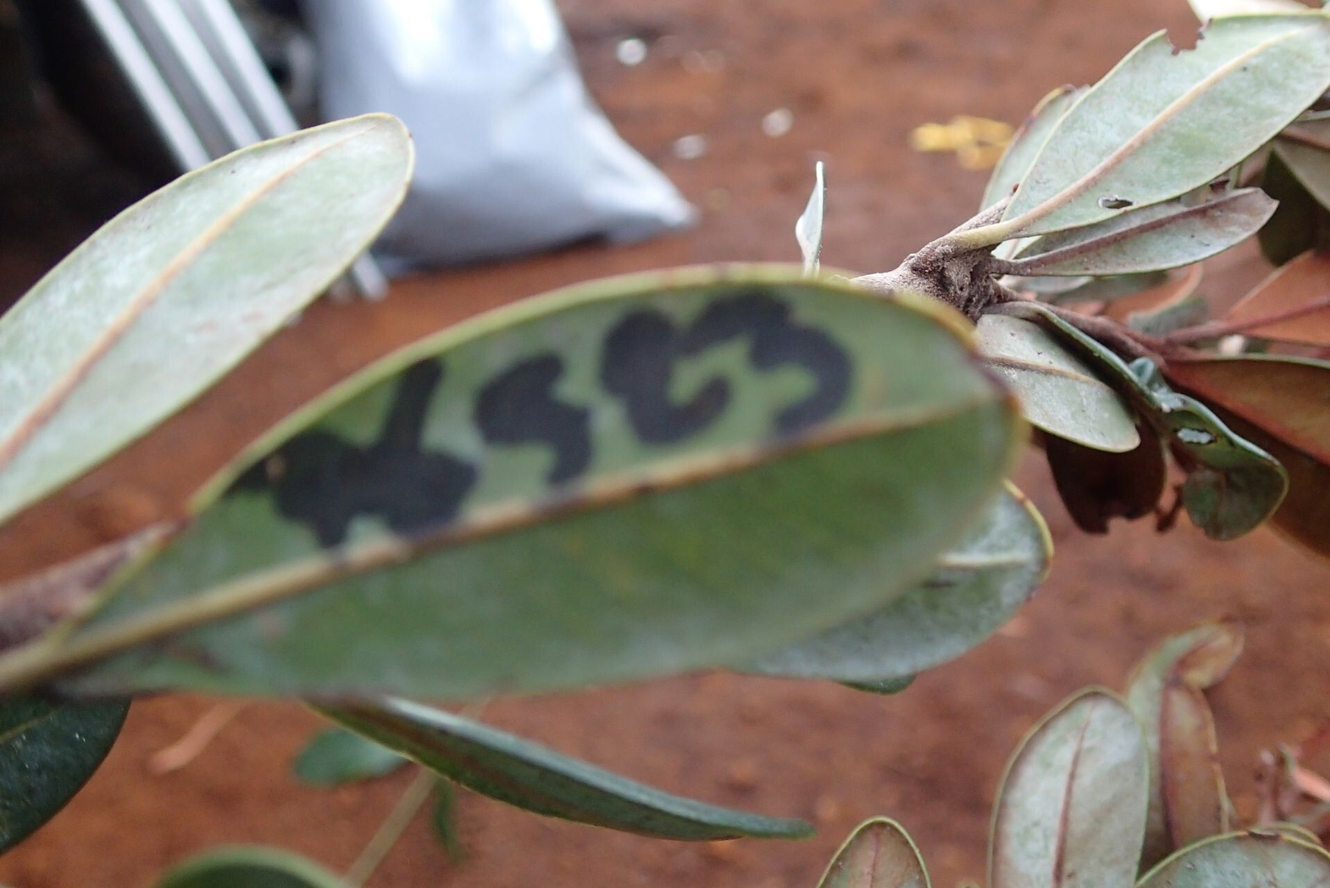 Pycnandra obscurinerva — houseplant care guide