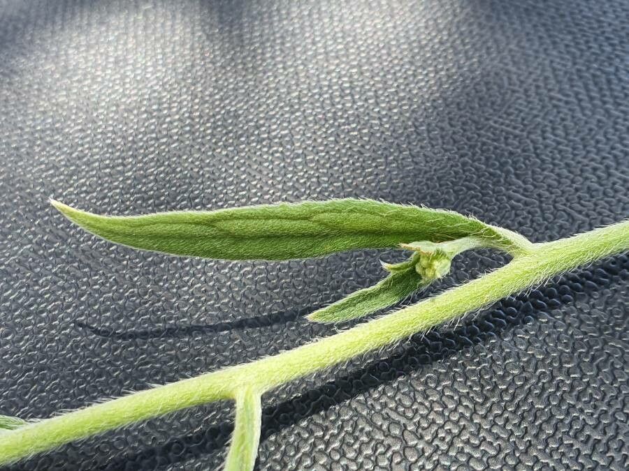 Cynoglossum lanceolatum leaf