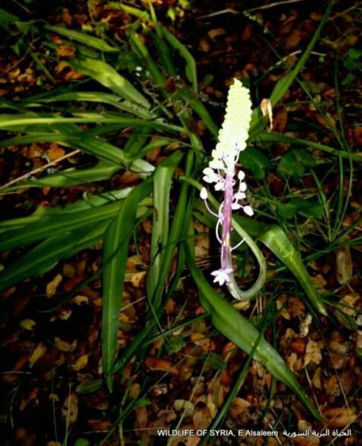 Nectaroscilla hyacinthoides leaf