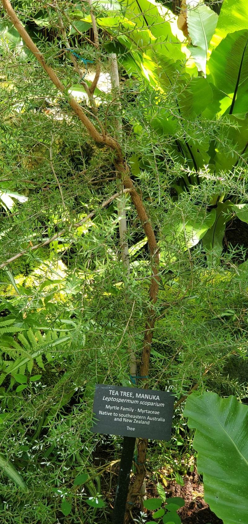 Acacia verticillata — search result for 'Mimosa'