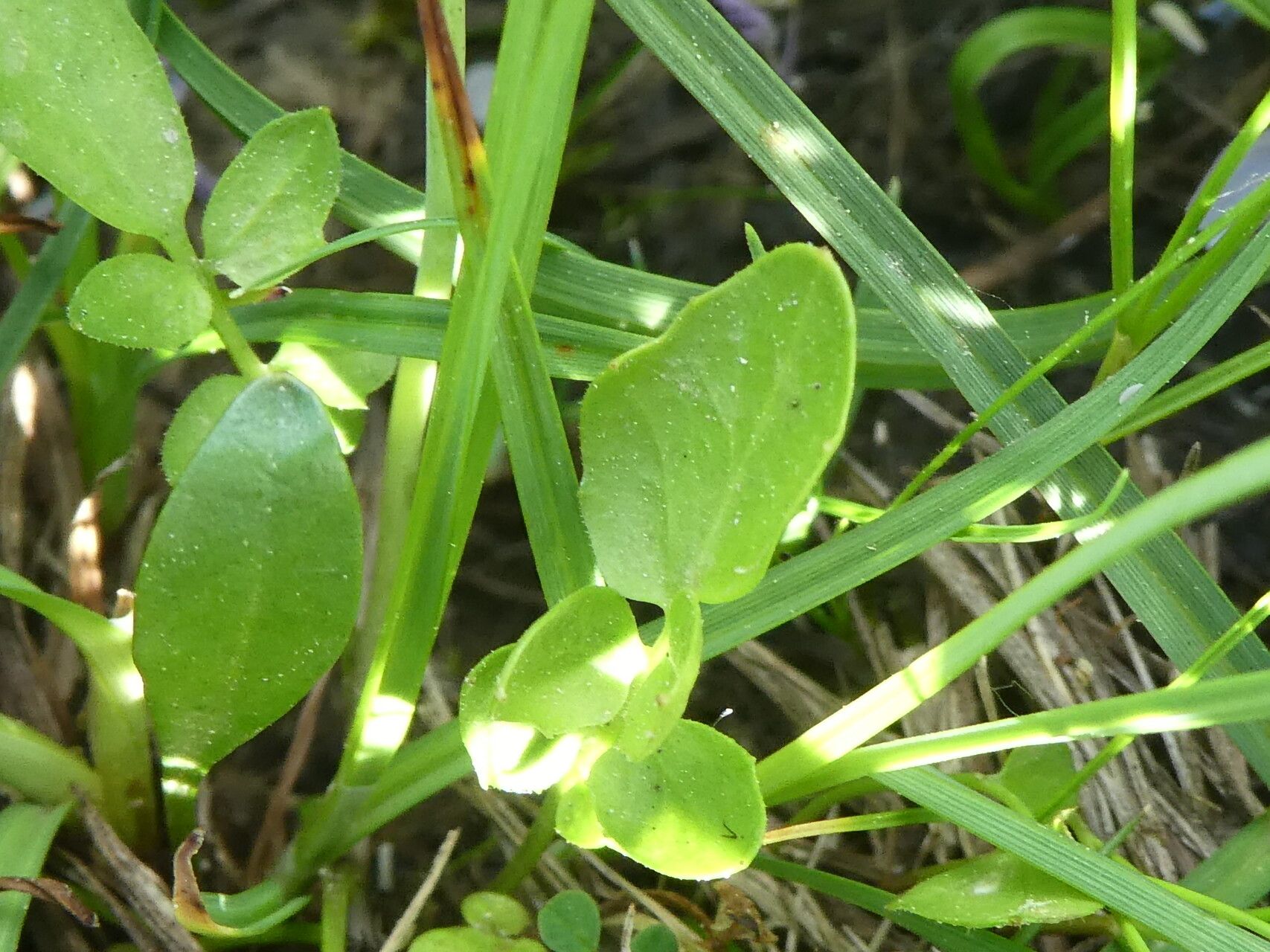 Cardamine crassifolia — search result for 'Cardamine'
