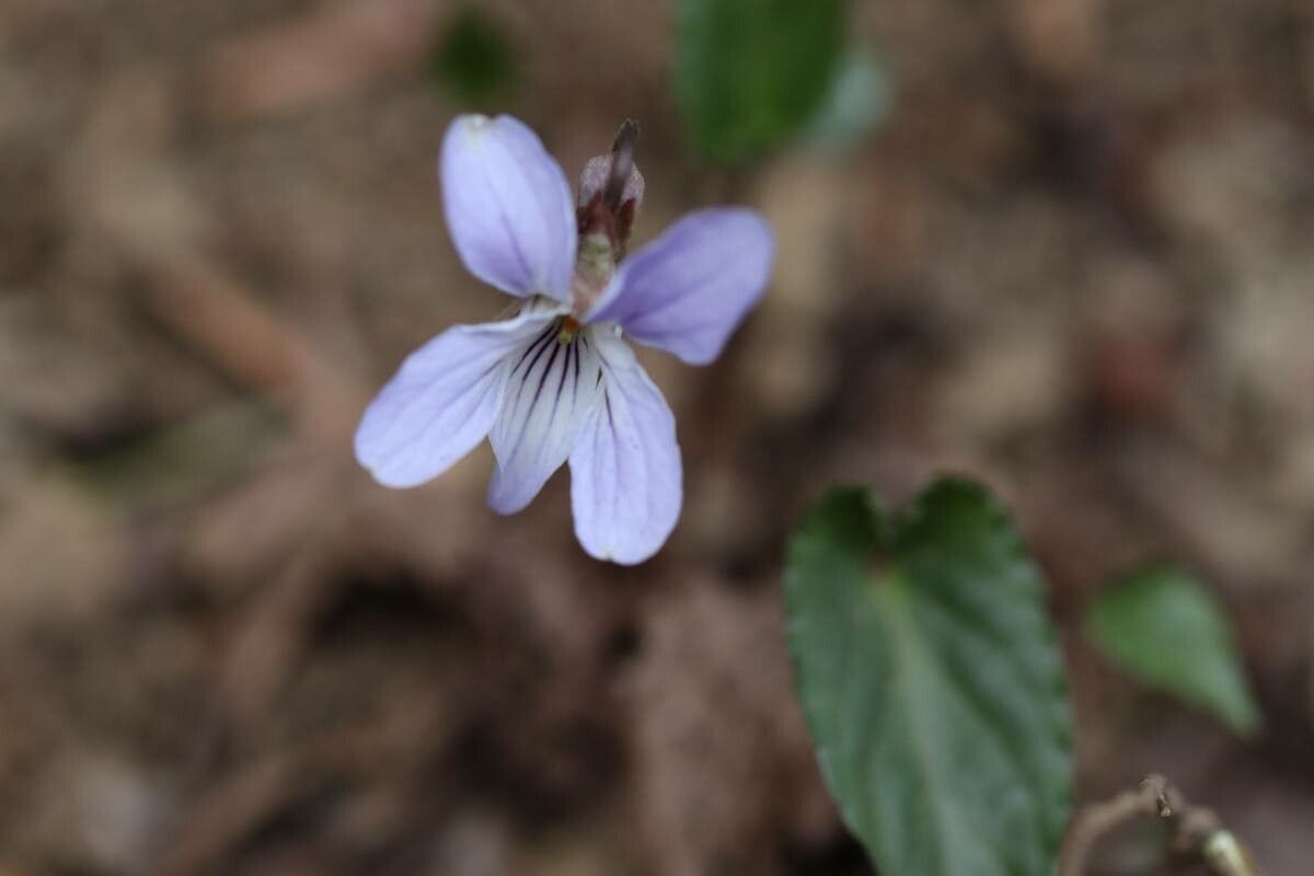 Viola bissetii — houseplant care guide