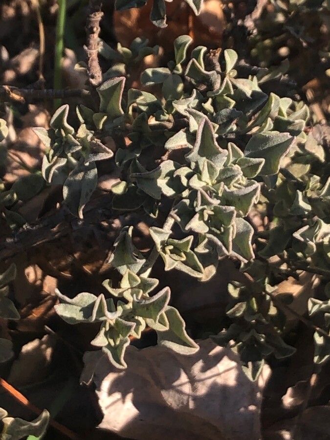 Halimium ocymoides — search result for 'northwest Africa'