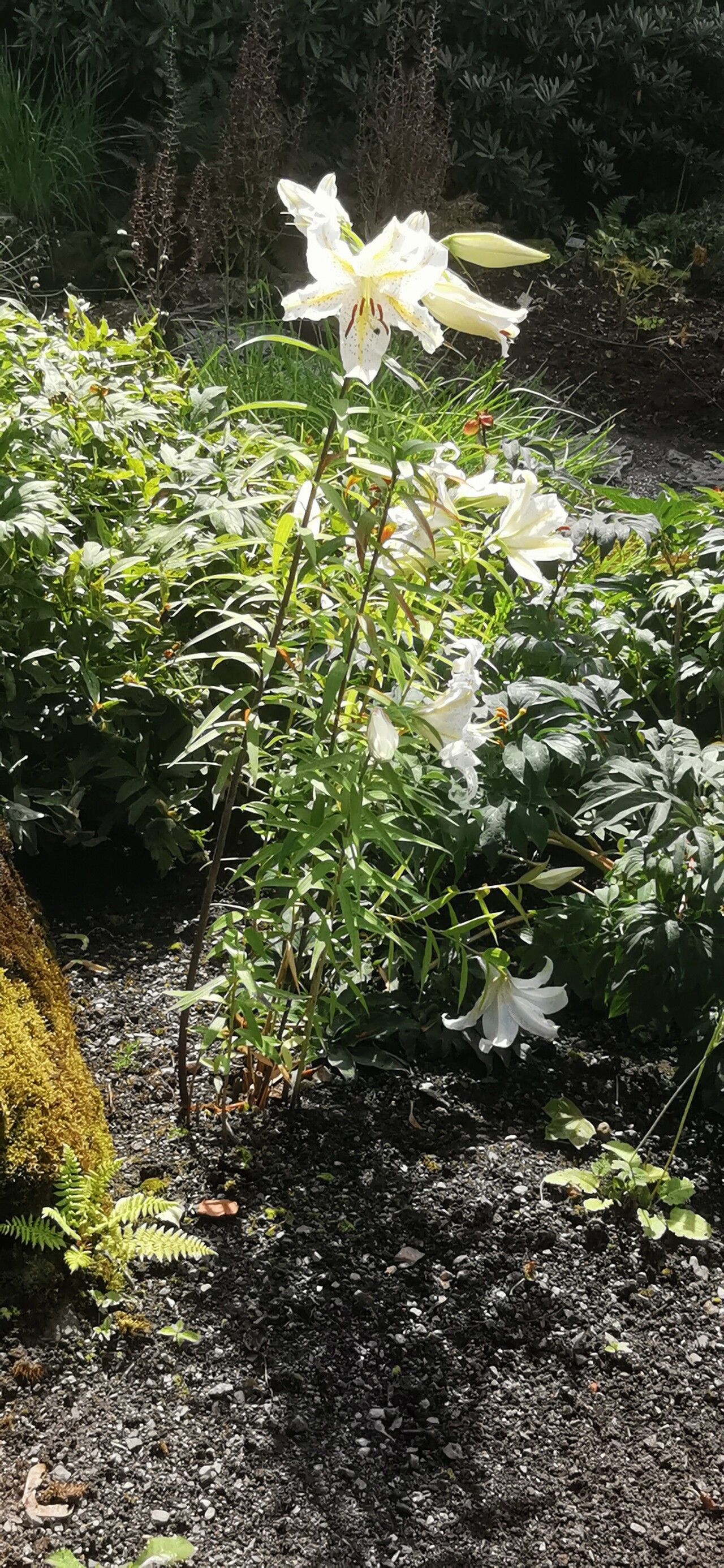 Lilium auratum habit